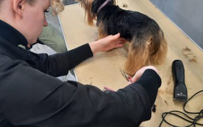Kurs groomingu dla uczniów – praktyka, pasja i współpraca!